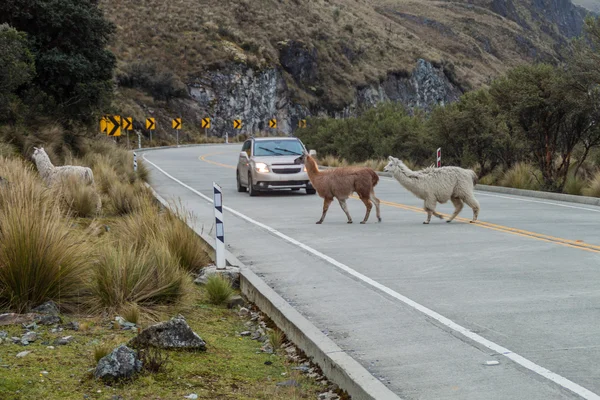 Crossing llamas and a car at the road — Stock Photo, Image