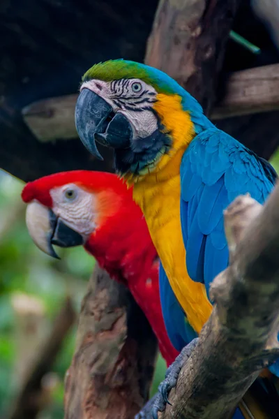 Niebieski i żółty Ara i green Wing macaw — Zdjęcie stockowe