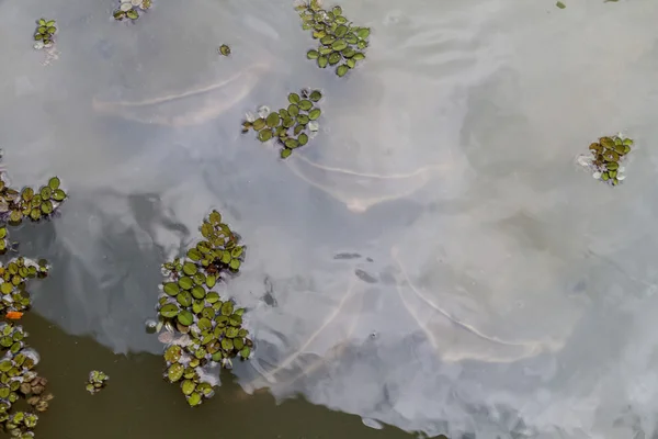 Poissons Arapaima dans l'eau — Photo