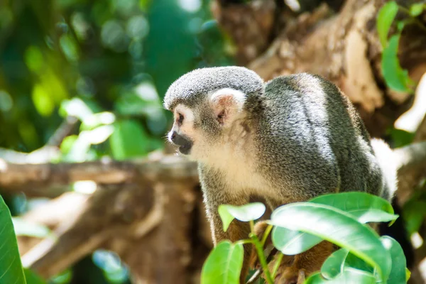 Squirrel monkey in French Guiana — Stock Photo, Image