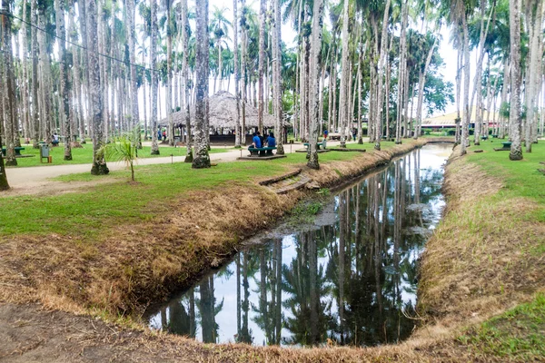 Palmentuin park i Paramaribo – stockfoto