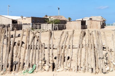 Kaktüs yapılan çit