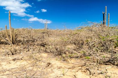 La Guajira çöl