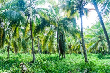 Orman Tayrona Milli Parkı'nda