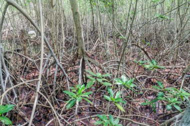 Mangrov orman Palma Adası 