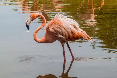Flamingo Palma Adası üzerinde 