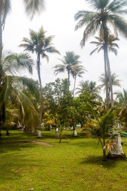 Palmiye orman Mucura Adası 
