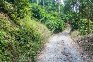 Kahve plantantions yolda