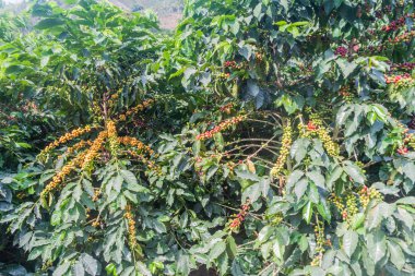 Ayrıntılı bir kahve bitki