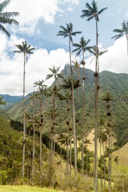 Wax palms in Cocora valley clipart
