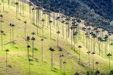 Wax palms in Cocora valley clipart