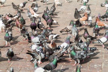 Kolombiyalı şehirdeki sokak güvercinleri 