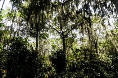 Tarafından İspanyolca yosun kaplı ağaçlar 