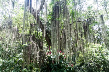 Tarafından İspanyolca yosun kaplı ağaçlar 