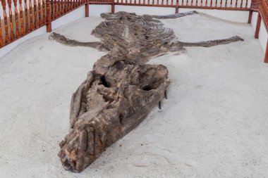 Fossilised specimen of Kronosaurus clipart