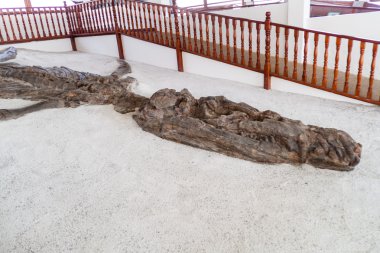 Fosilleşmiş numune Kronosaurus