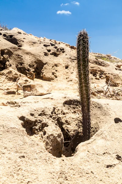 Kaktus in der Guajira-Wüste — Stockfoto