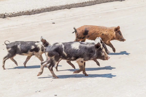 Des petits cochons traversent la rue — Photo