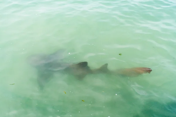 パルマ島の近くの鮫 — ストック写真