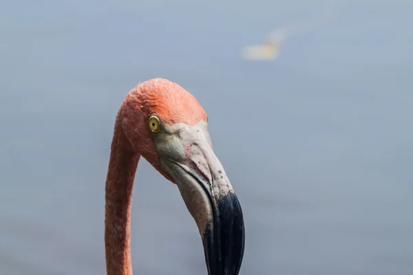 Flamingo na ilha de Palma — Fotografia de Stock