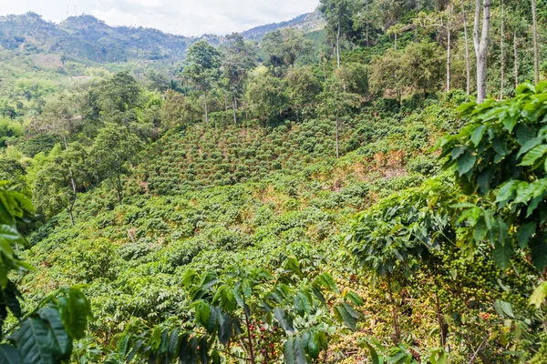 コロンビアのコーヒー農園 — ストック写真