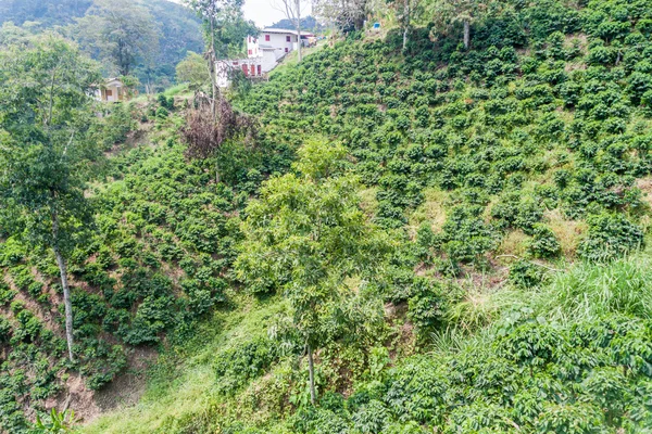 Kaffeeplantage in Kolumbien — Stockfoto