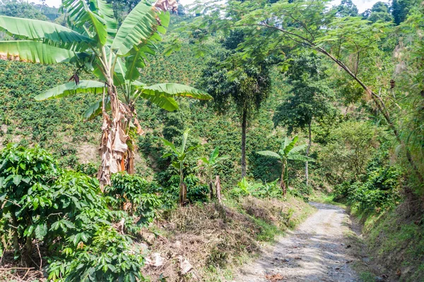 Plantação de café em Colômbia — Fotografia de Stock