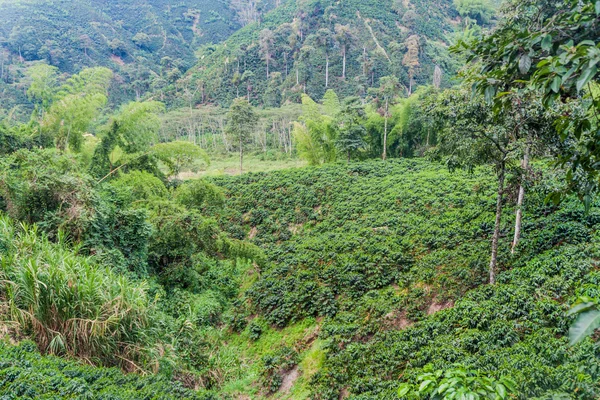 Koffieplantage in Colombië — Stockfoto