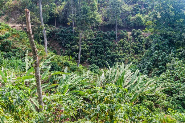 Cafetería en Colombia — Foto de Stock