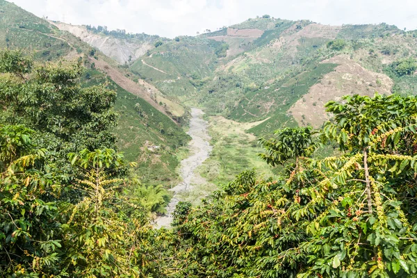 Coffee plantation in Colombia