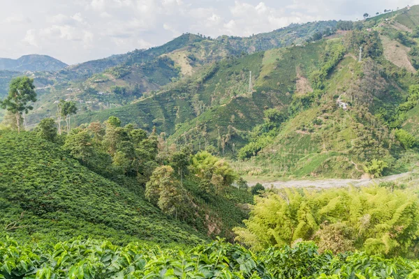 Kávová plantáž v Kolumbii — Stock fotografie