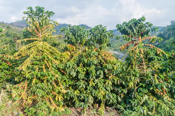 Kolombiya 'daki kahve tarlası.