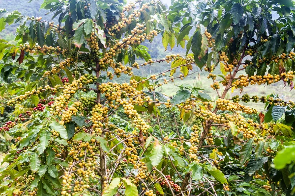 Kávová plantáž v Kolumbii — Stock fotografie