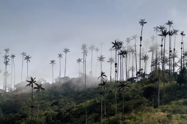 Wax palmen in Cocora vallei — Stockfoto