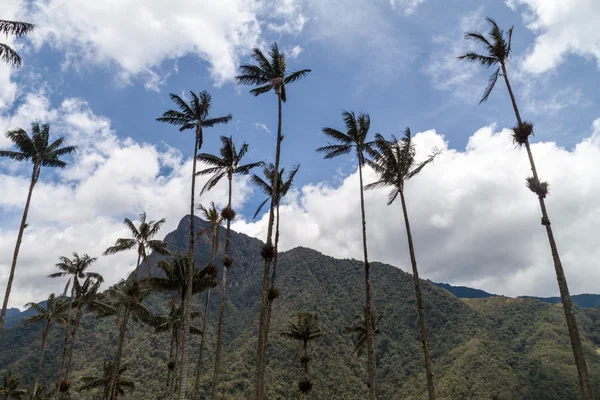 Balmumu avuç içi Cocora Vadisi — Stok fotoğraf