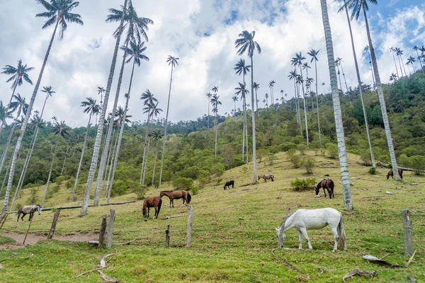 Viasz palms Cocora-völgy — Stock Fotó