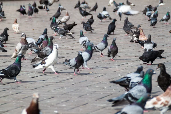 Pigeons de rue dans la ville colombienne — Photo