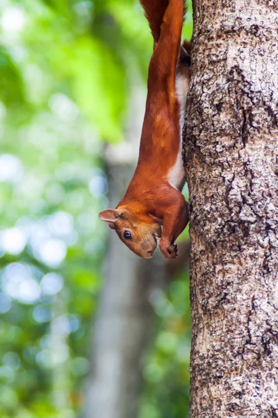 Eichhörnchen im Park el gallineral — Stockfoto