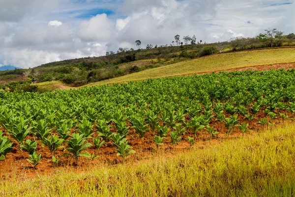 Tobacco farm Stock Photos, Royalty Free Tobacco farm Images | Depositphotos