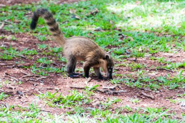 Coati Iguacu (Iguazu), Brezilya ve Arjantin sınırında düşüyor