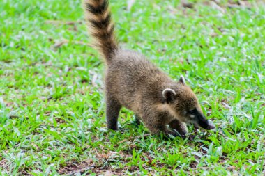 Coati Iguacu (Iguazu), Brezilya ve Arjantin sınırında düşüyor