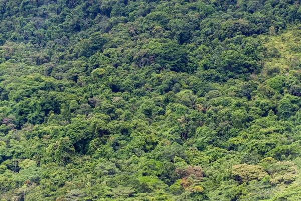 Ζούγκλα Κοντά Στο Χωριό Τριντάντε Κοντά Paraty Πολιτεία Του Ρίο — Φωτογραφία Αρχείου