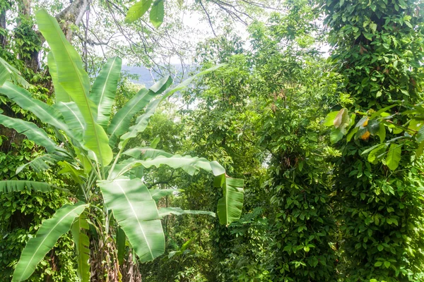 Orman Yeşil Gür Yakınındaki Paraty Brezilya — Stok fotoğraf