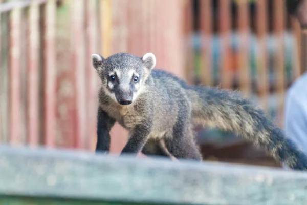 Iguacu Iguazu Esik Határon Brazília Argentína Coati — Stock Fotó