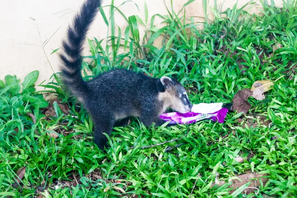 Coati eats a packed snack at Iguacu (Iguazu) falls on a border of Brazil and Argentina