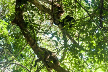 Uluyan maymun ya da Caraya (Alouatta caraya) Esteros del Ibera, Arjantin