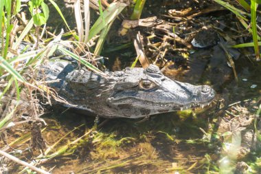 Yacare caiman (Caiman yacare) Esteros del Ibera, Arjantin