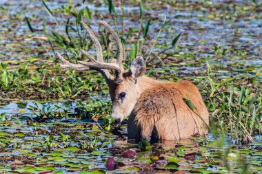 Marsh geyik (Blastocerus dichotomus) Esteros del Ibera, Arjantin