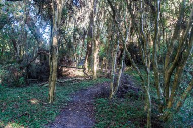 Orman Doğa rezerv Esteros del Ibera, Arjantin