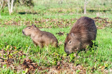 Capibara (Hydrochoerus hydrochaeris) Esteros del Ibera, Arjantin